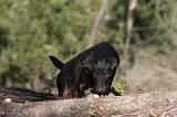JAGDTERRIER ALLEMAND 098